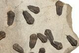 Trilobite (Sokhretia?) Mortality Plate - Erfoud, Morocco #189919-6